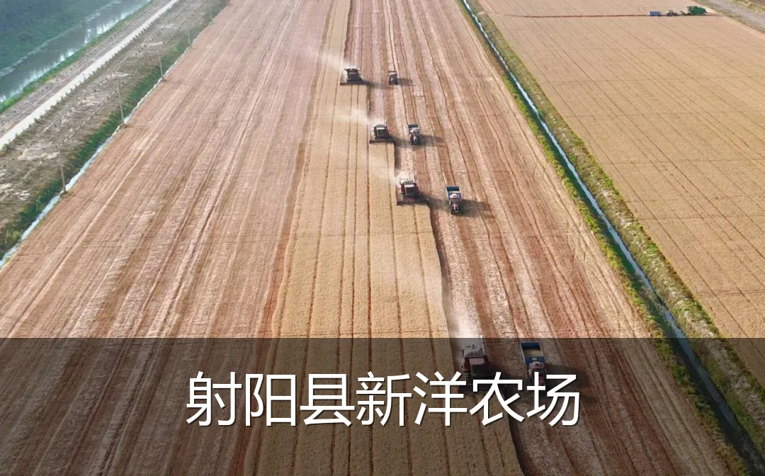 射阳县新洋农场